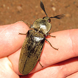 Tetralobus flabellicornis